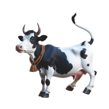 Cow