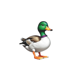 Duck