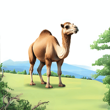 Camel