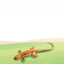 lizard