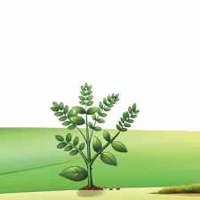 plant